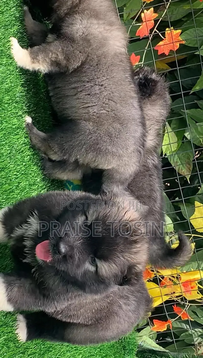 1-3 months Female Purebred Caucasian Shepherd