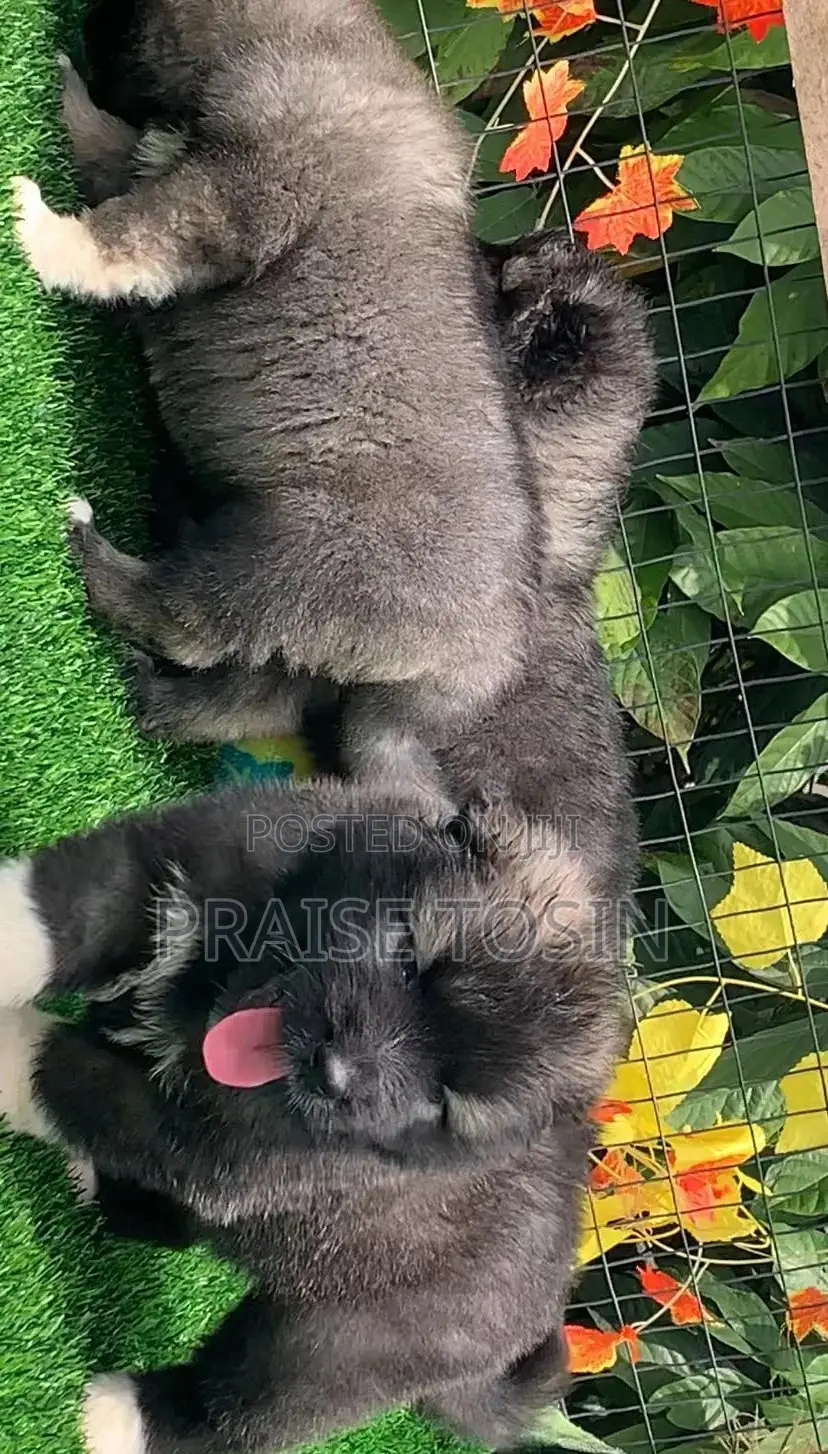 1-3 months Female Purebred Caucasian Shepherd