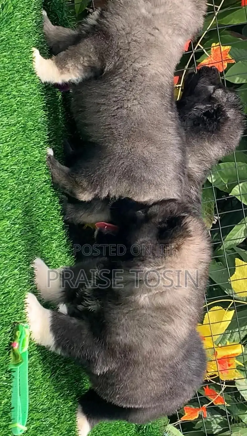 1-3 months Female Purebred Caucasian Shepherd