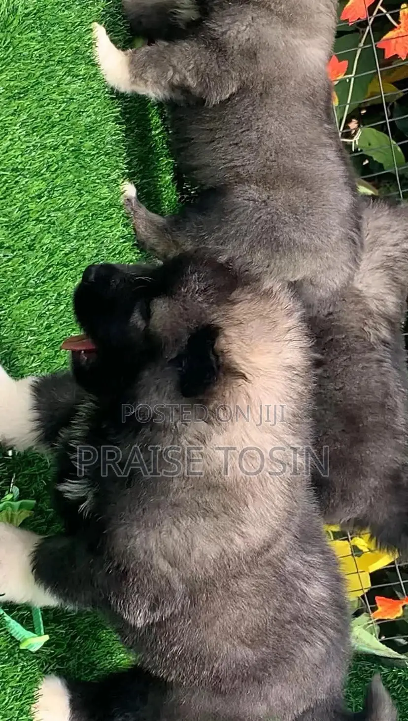 1-3 months Female Purebred Caucasian Shepherd