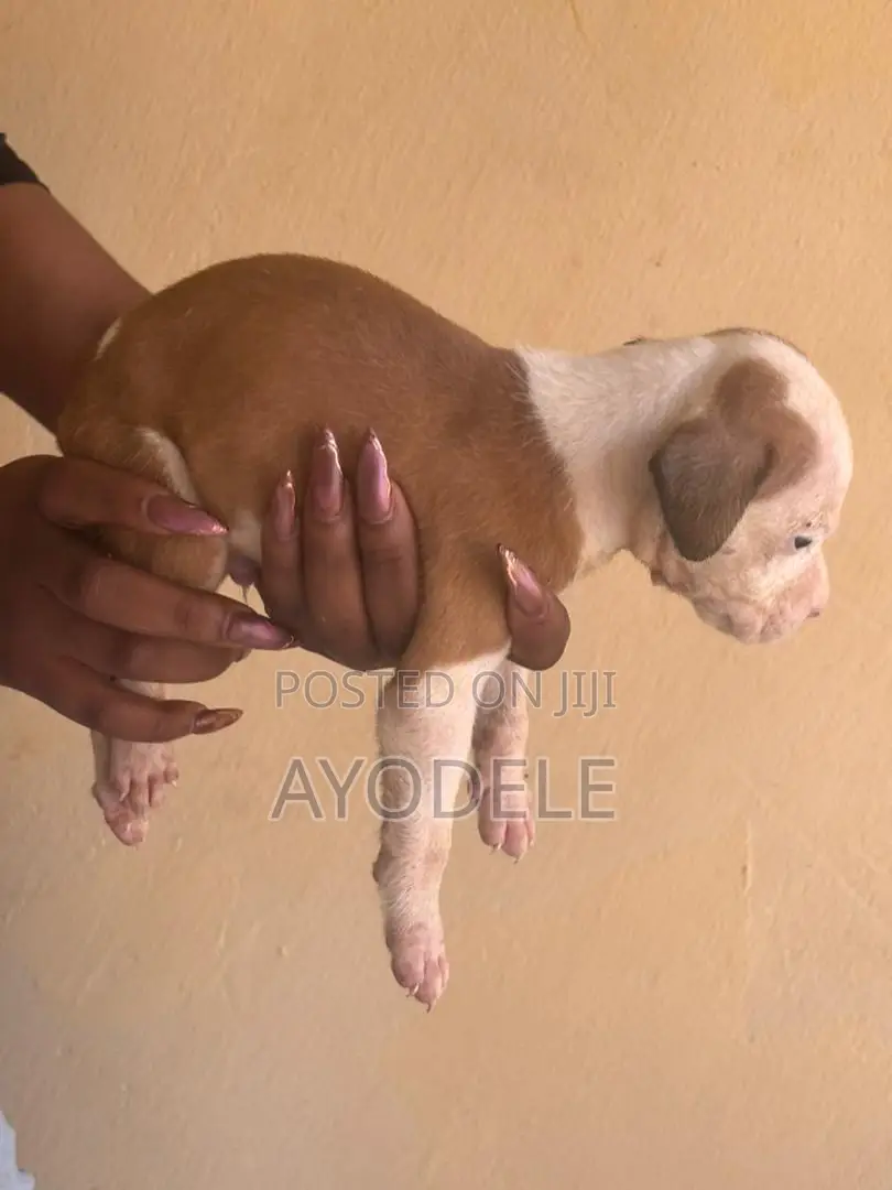 1-3 months Female Purebred American Pit Bull Terrier