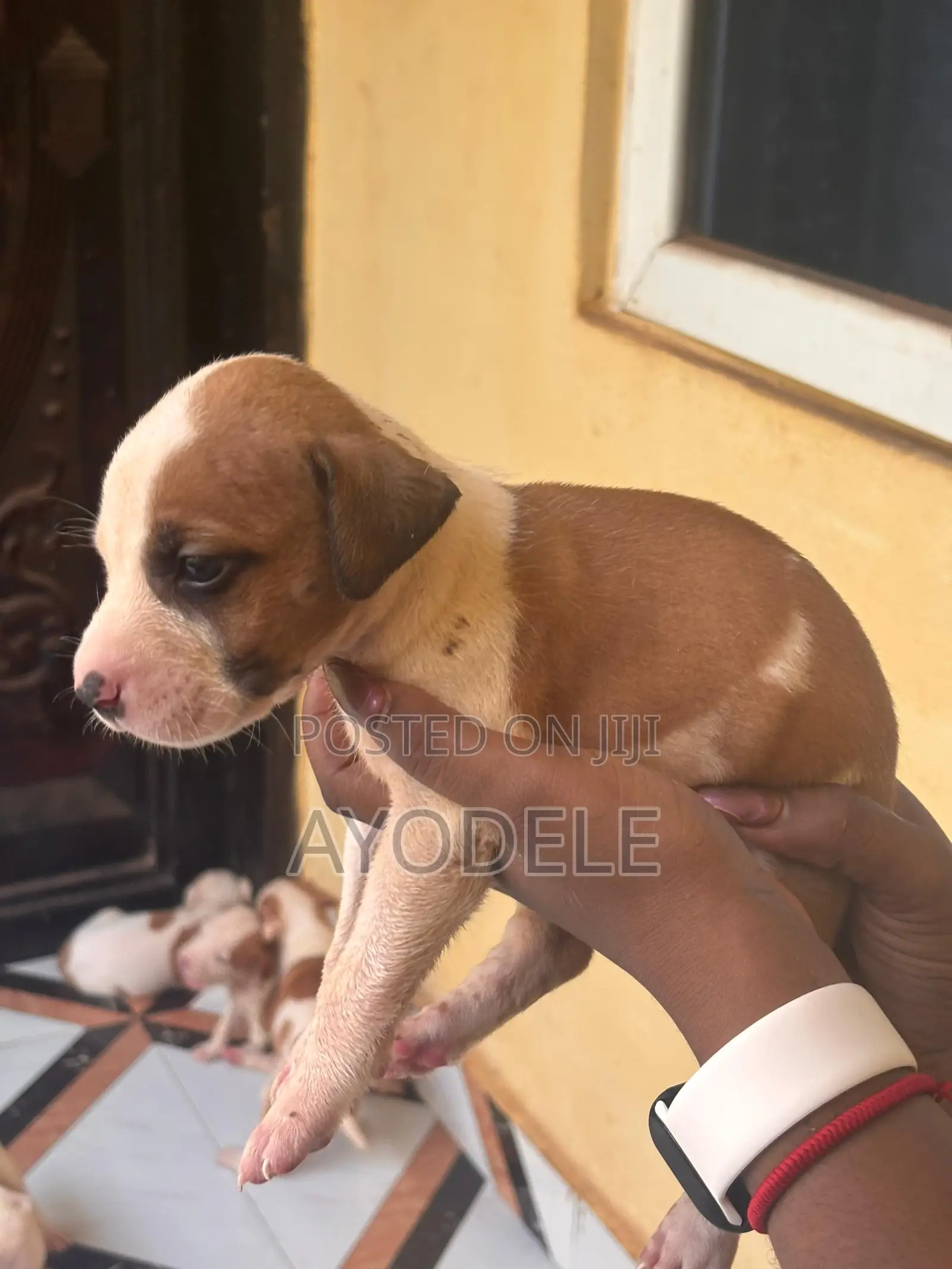 1-3 months Female Purebred American Pit Bull Terrier