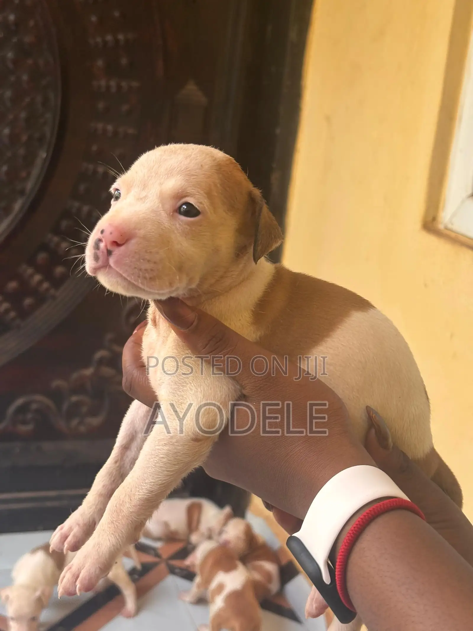 1-3 months Female Purebred American Pit Bull Terrier