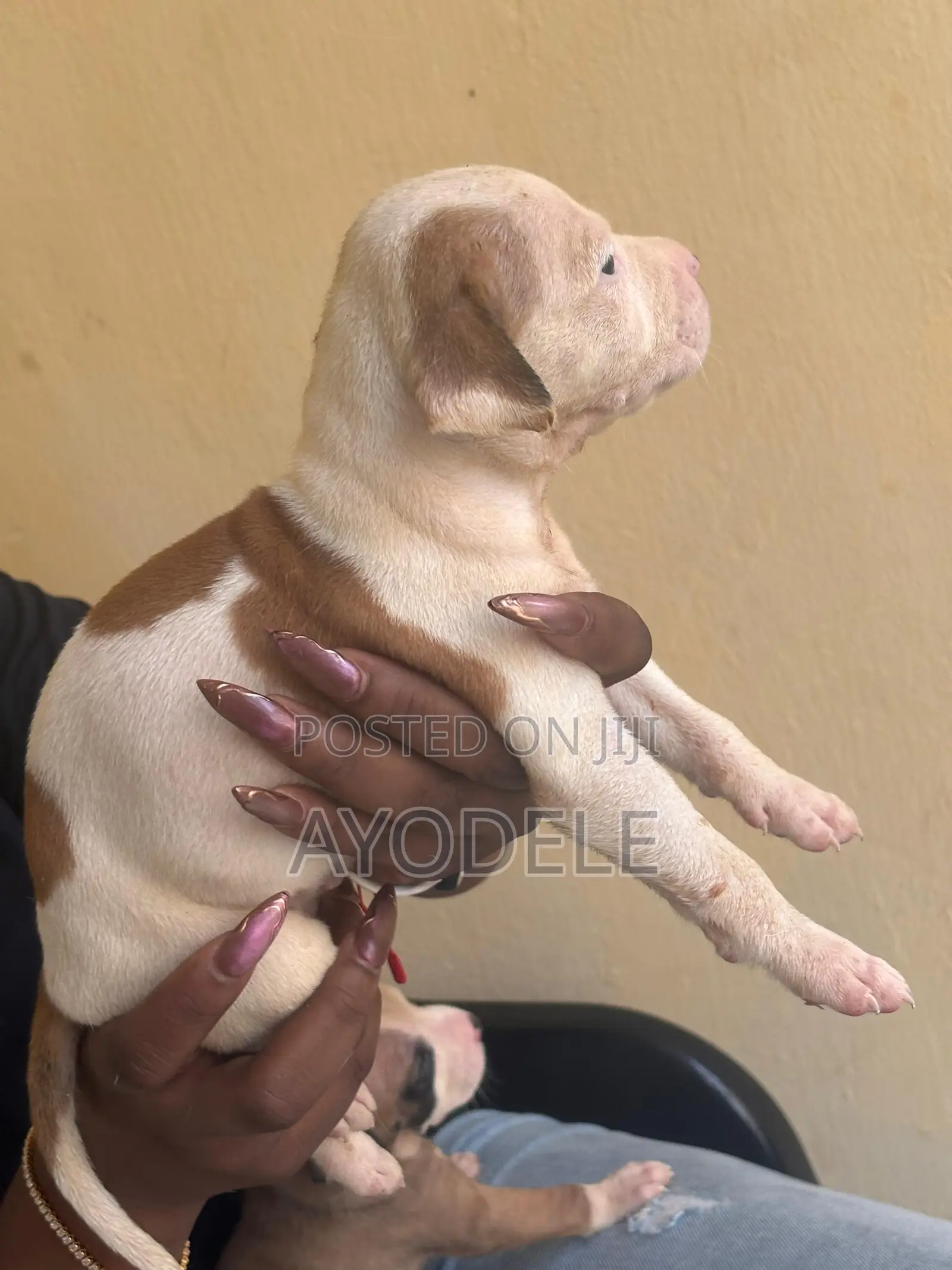 1-3 months Female Purebred American Pit Bull Terrier