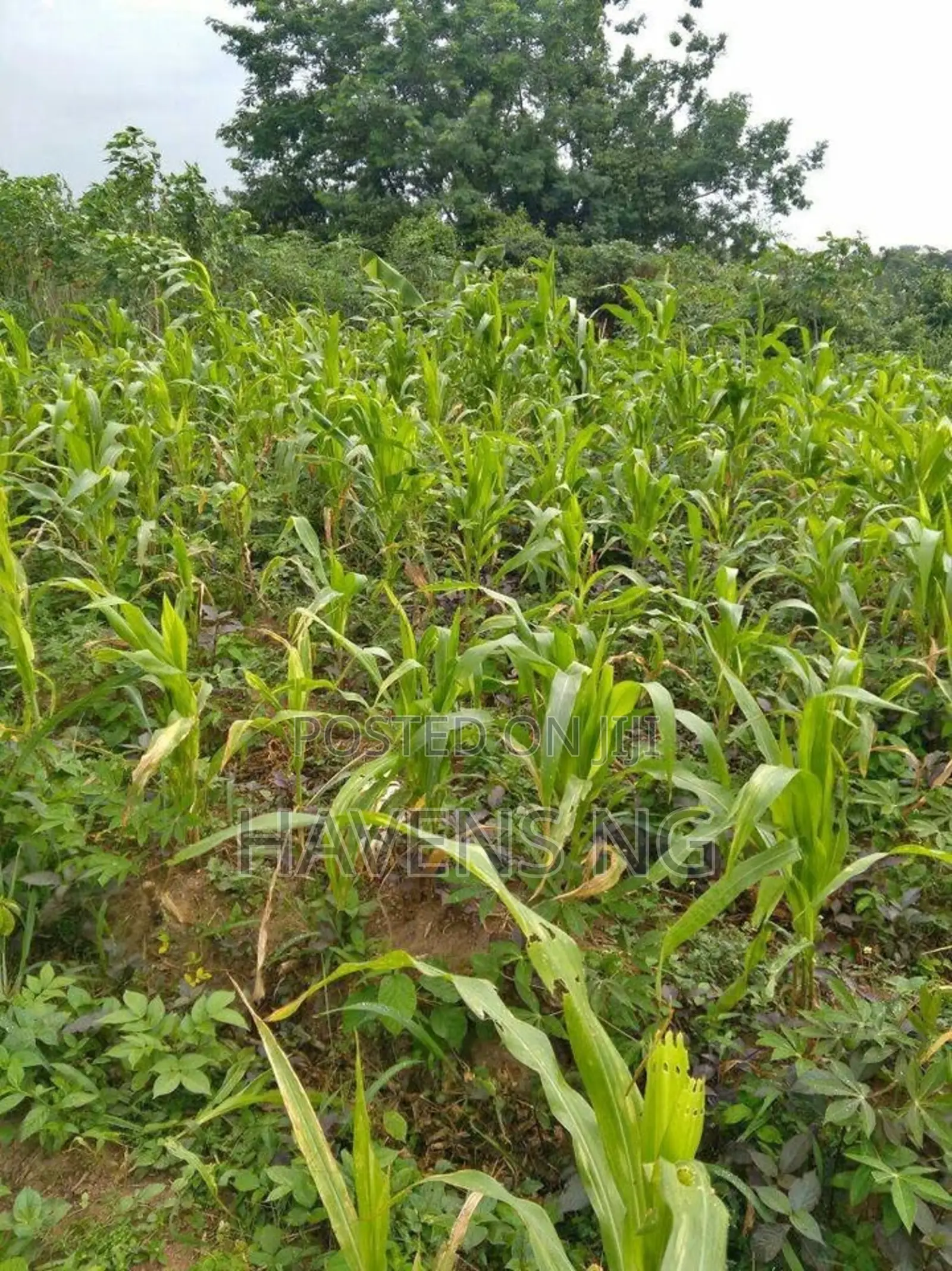 Farmland for Sale in Elere