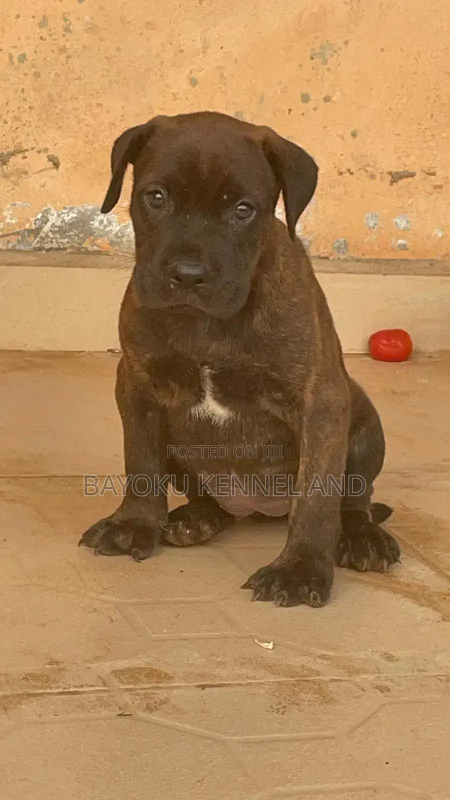 1-3 months Female Purebred Boerboel