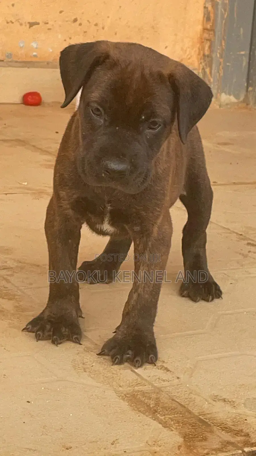 1-3 months Female Purebred Boerboel