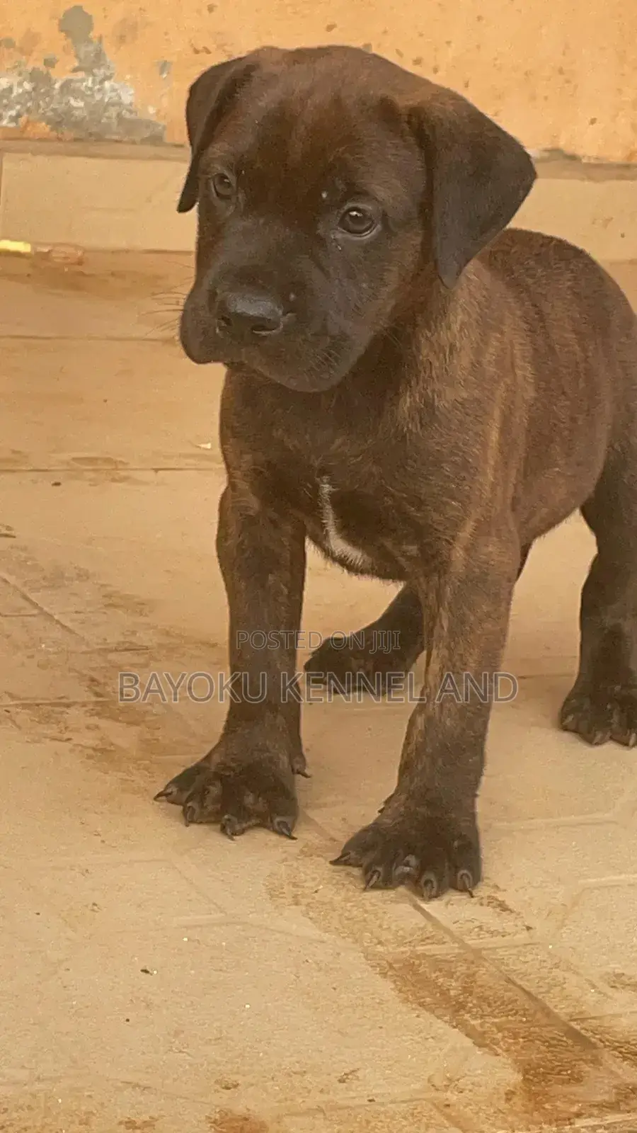 1-3 months Female Purebred Boerboel