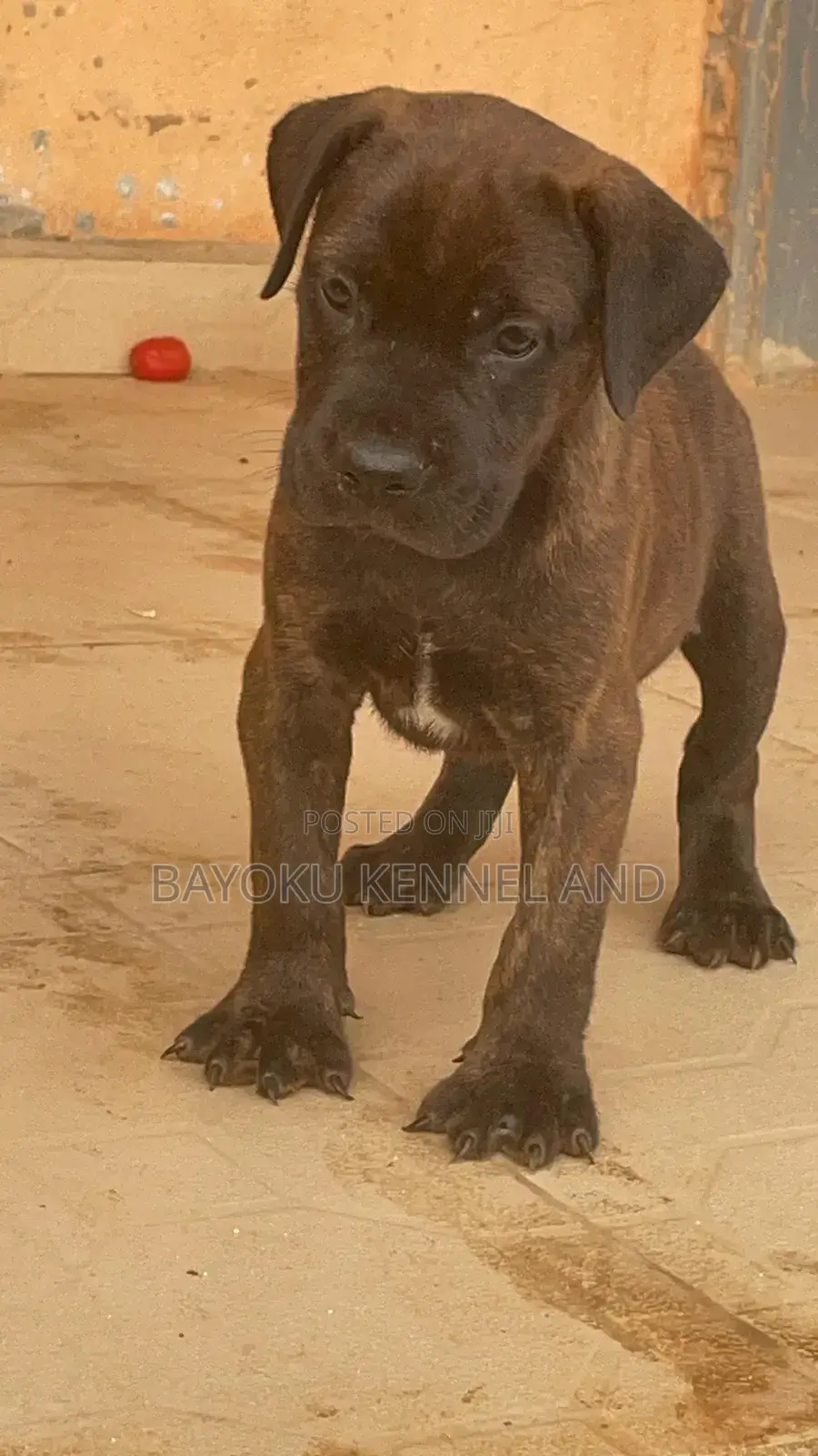 1-3 months Female Purebred Boerboel