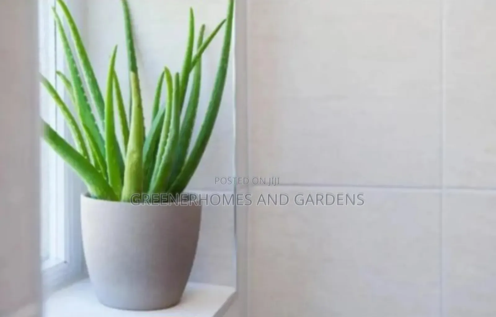 Aloevera Plant