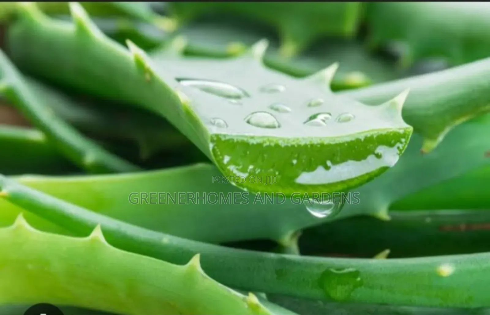 Aloevera Plant