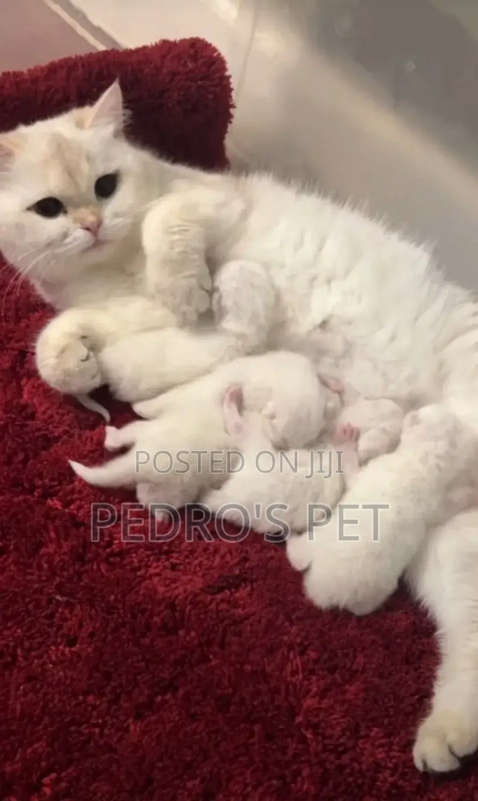 1-3 months Female Purebred Persian