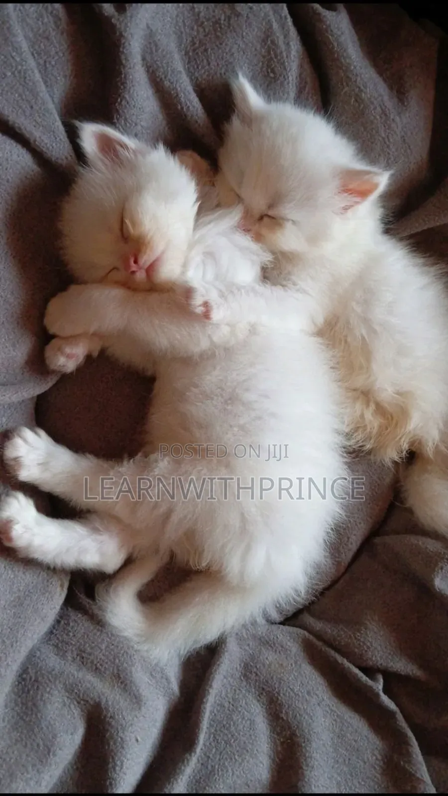 1-3 months Female Purebred Persian