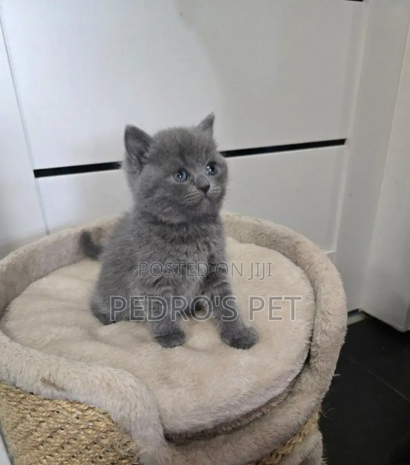 1-3 months Male Purebred British Shorthair