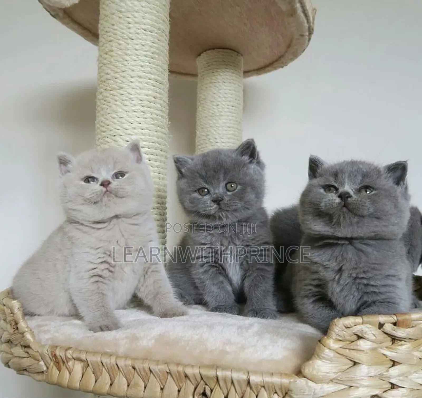 1-3 months Male Purebred British Shorthair