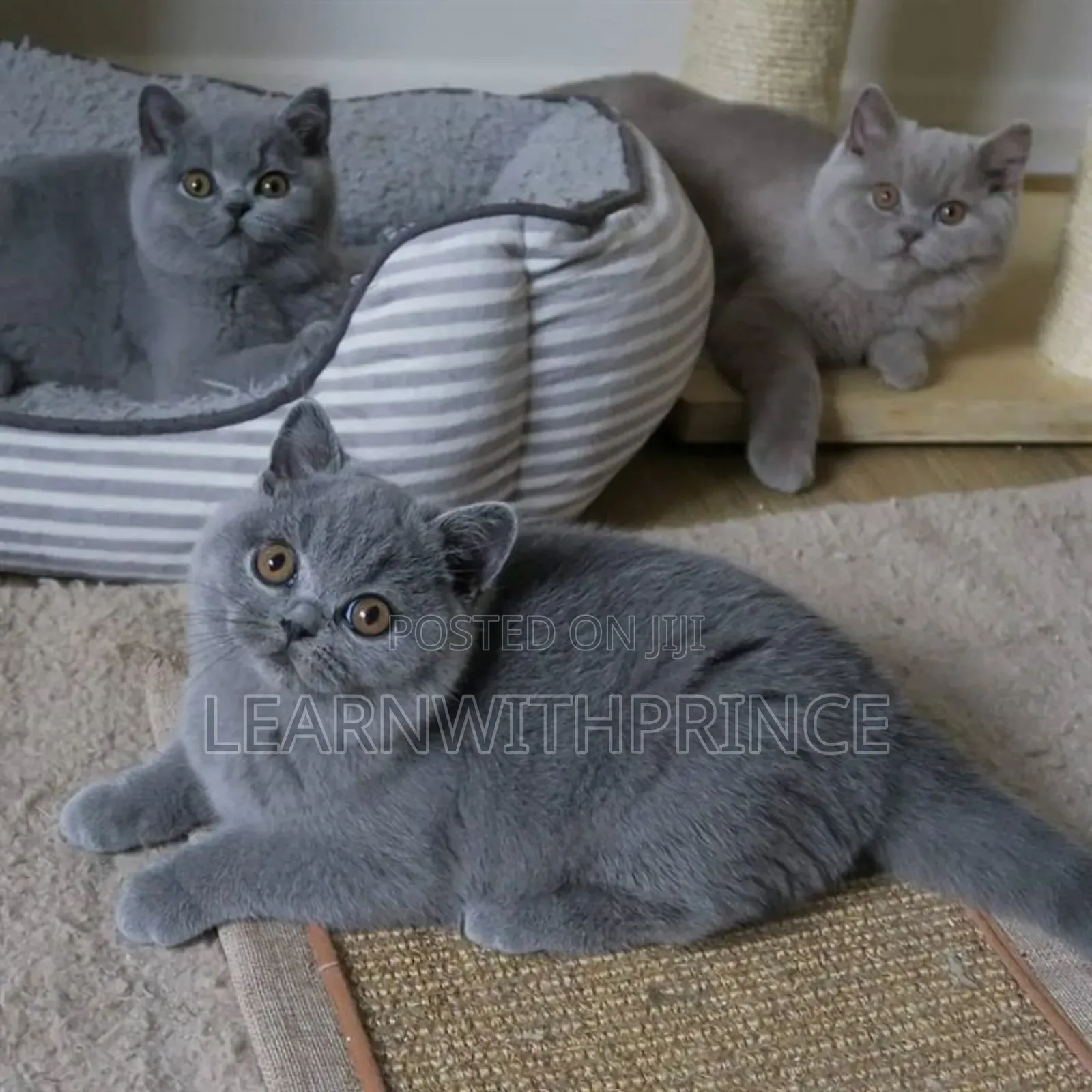 1-3 months Female Purebred British Shorthair