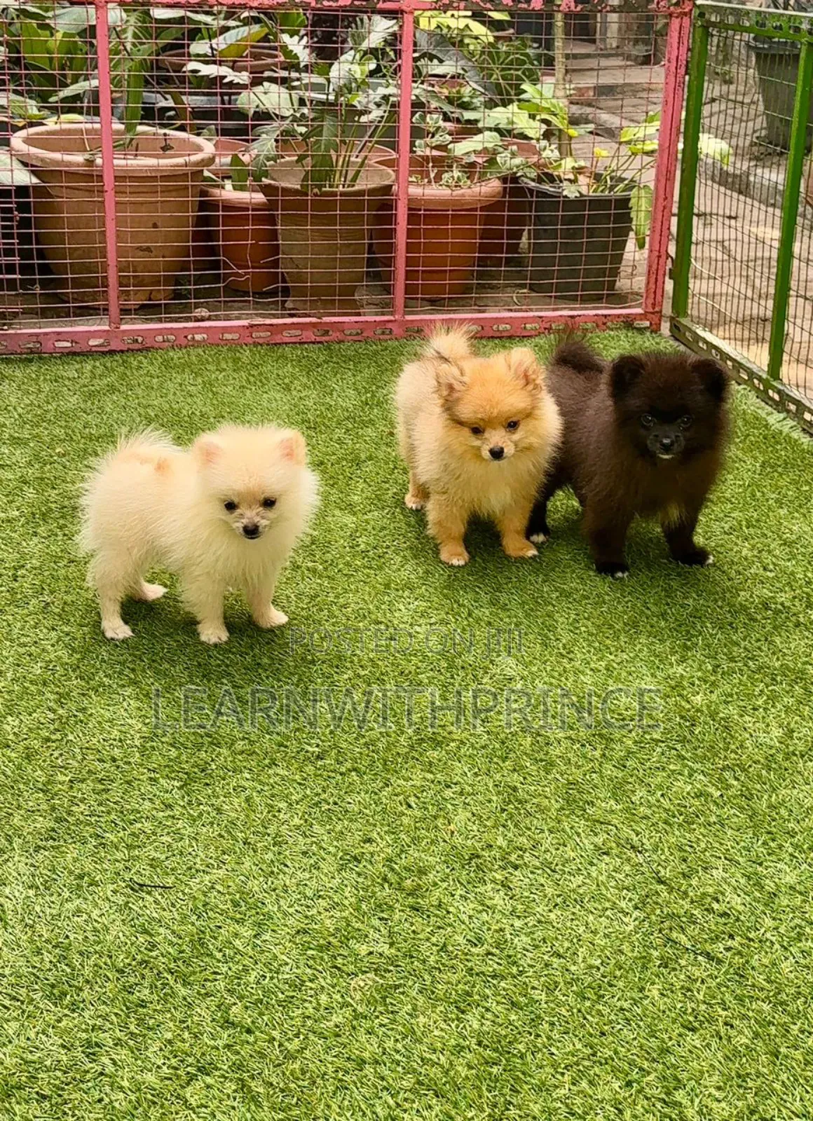 1-3 months Female Purebred Pomeranian