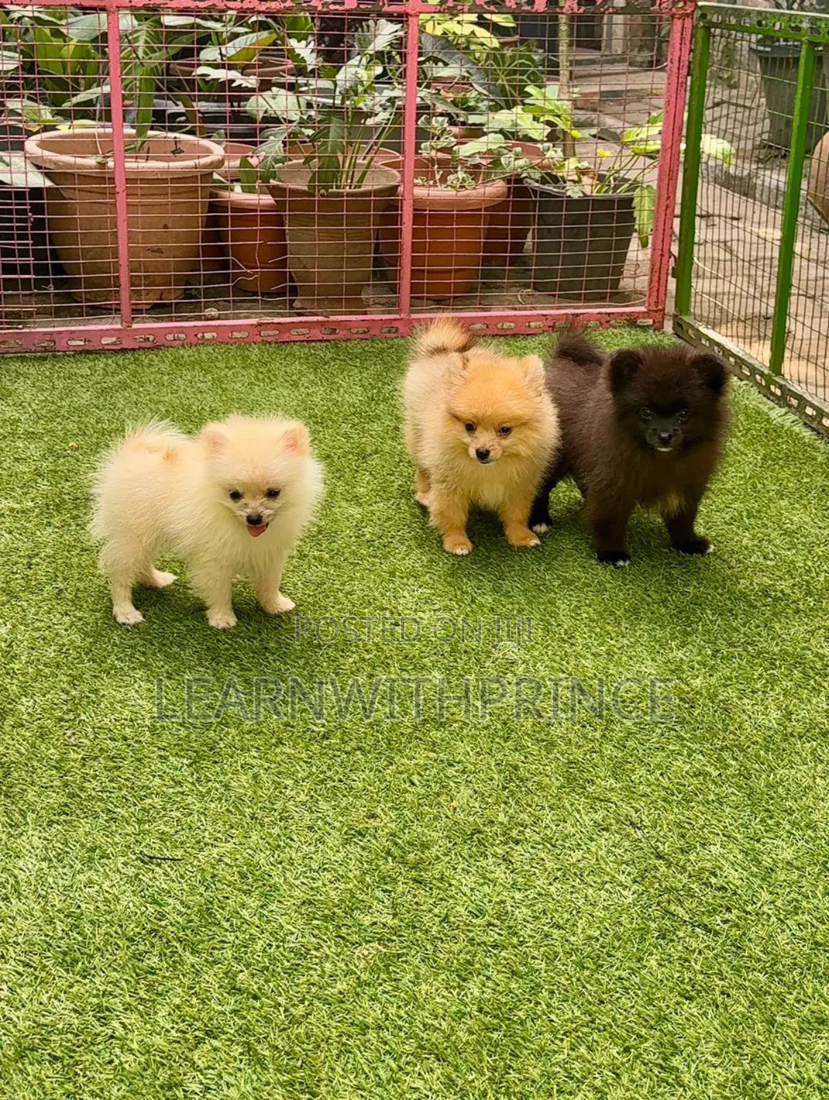 1-3 months Female Purebred Pomeranian