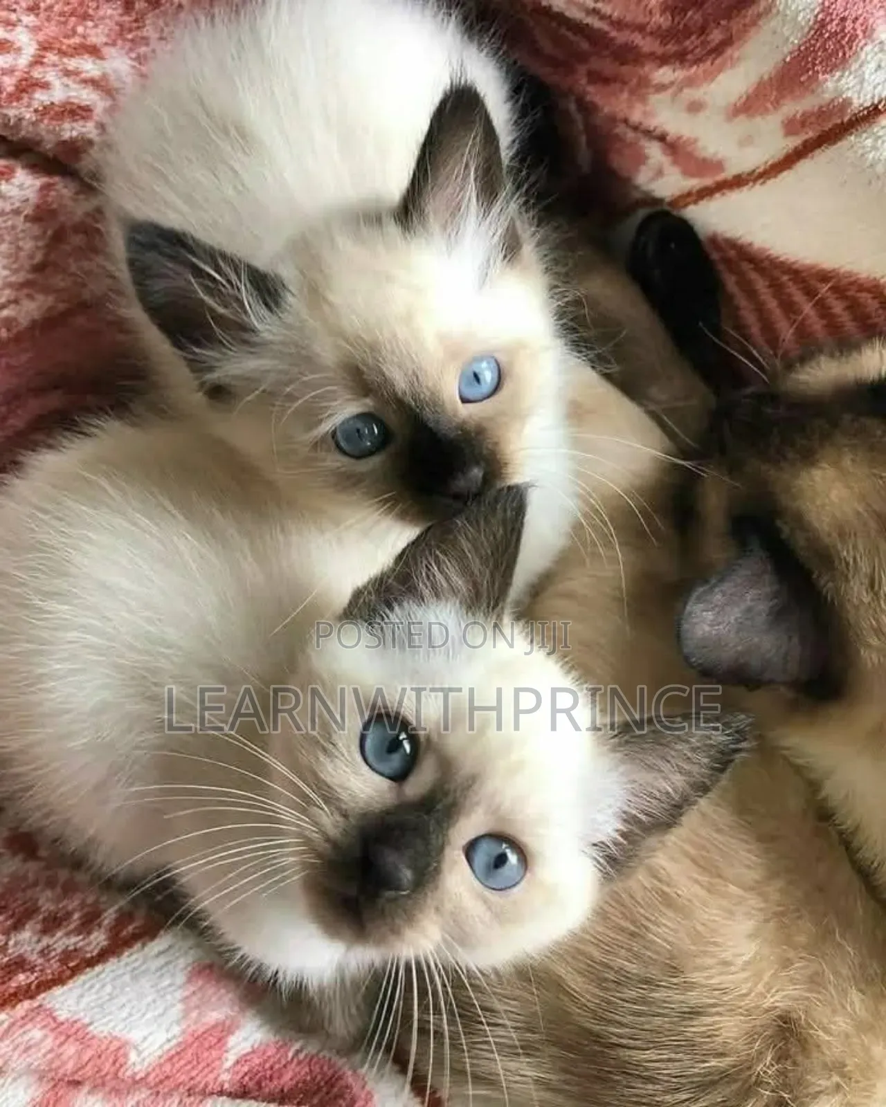 1-3 months Female Purebred Siamese