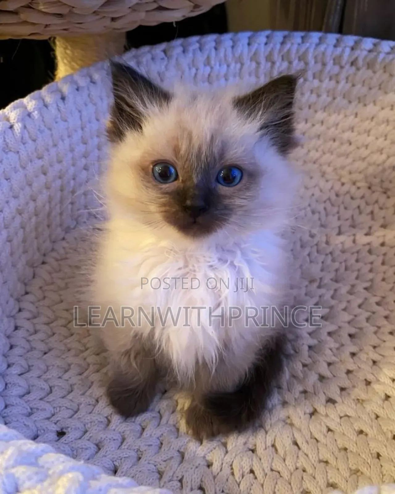 1-3 months Female Purebred Siamese