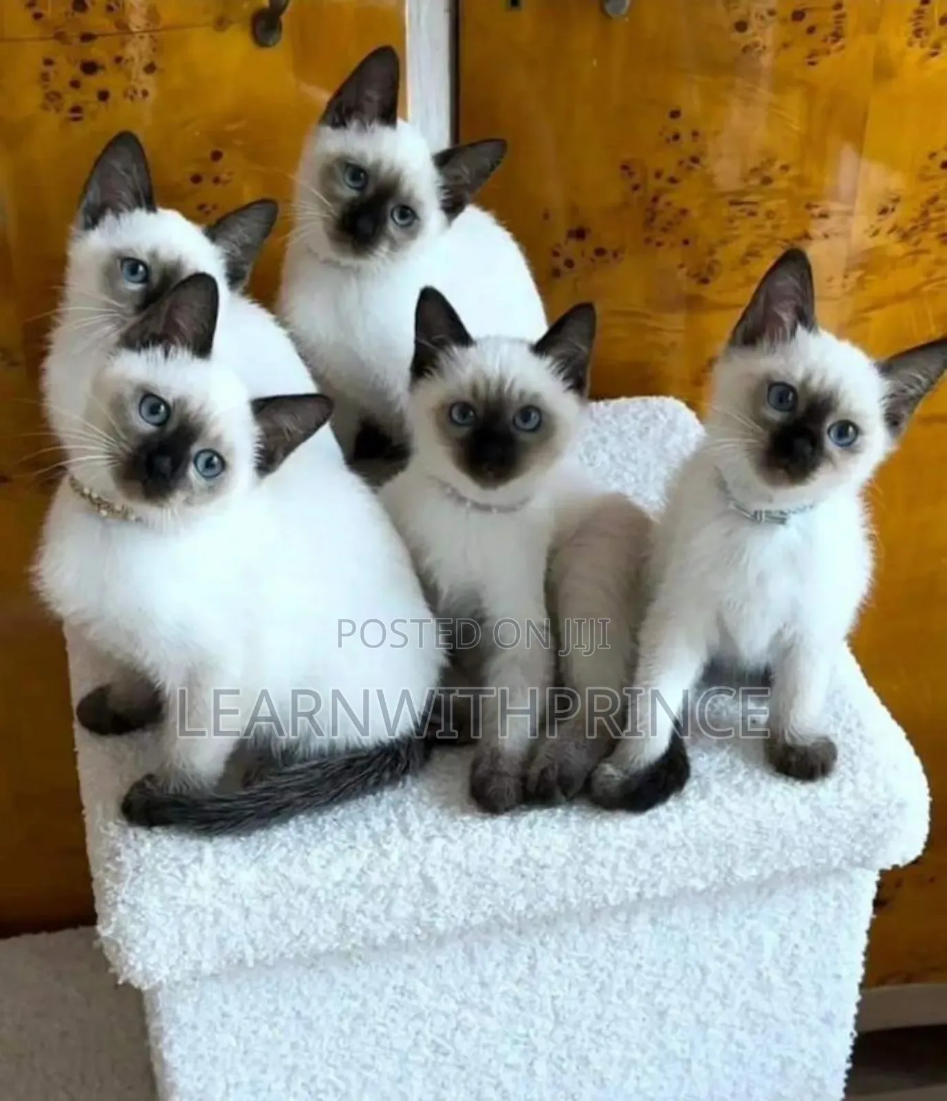 1-3 months Female Purebred Siamese