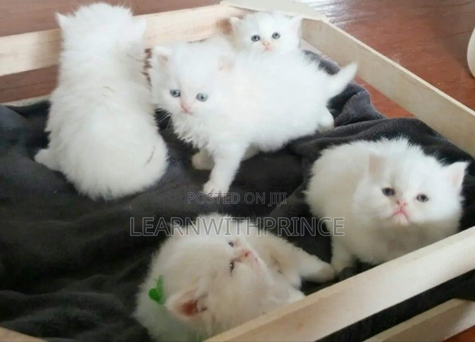 1-3 months Female Purebred Persian