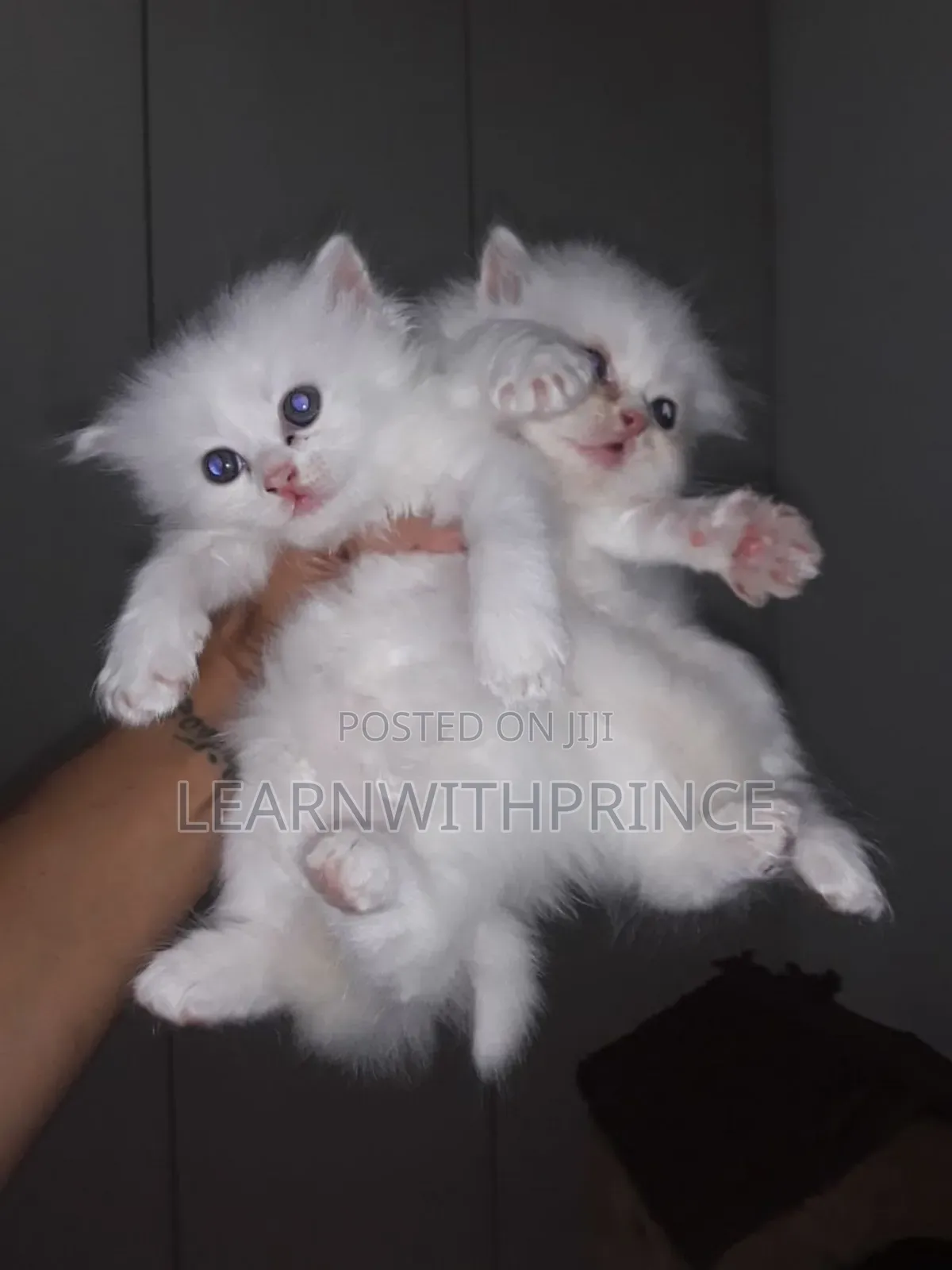 1-3 months Female Purebred Persian