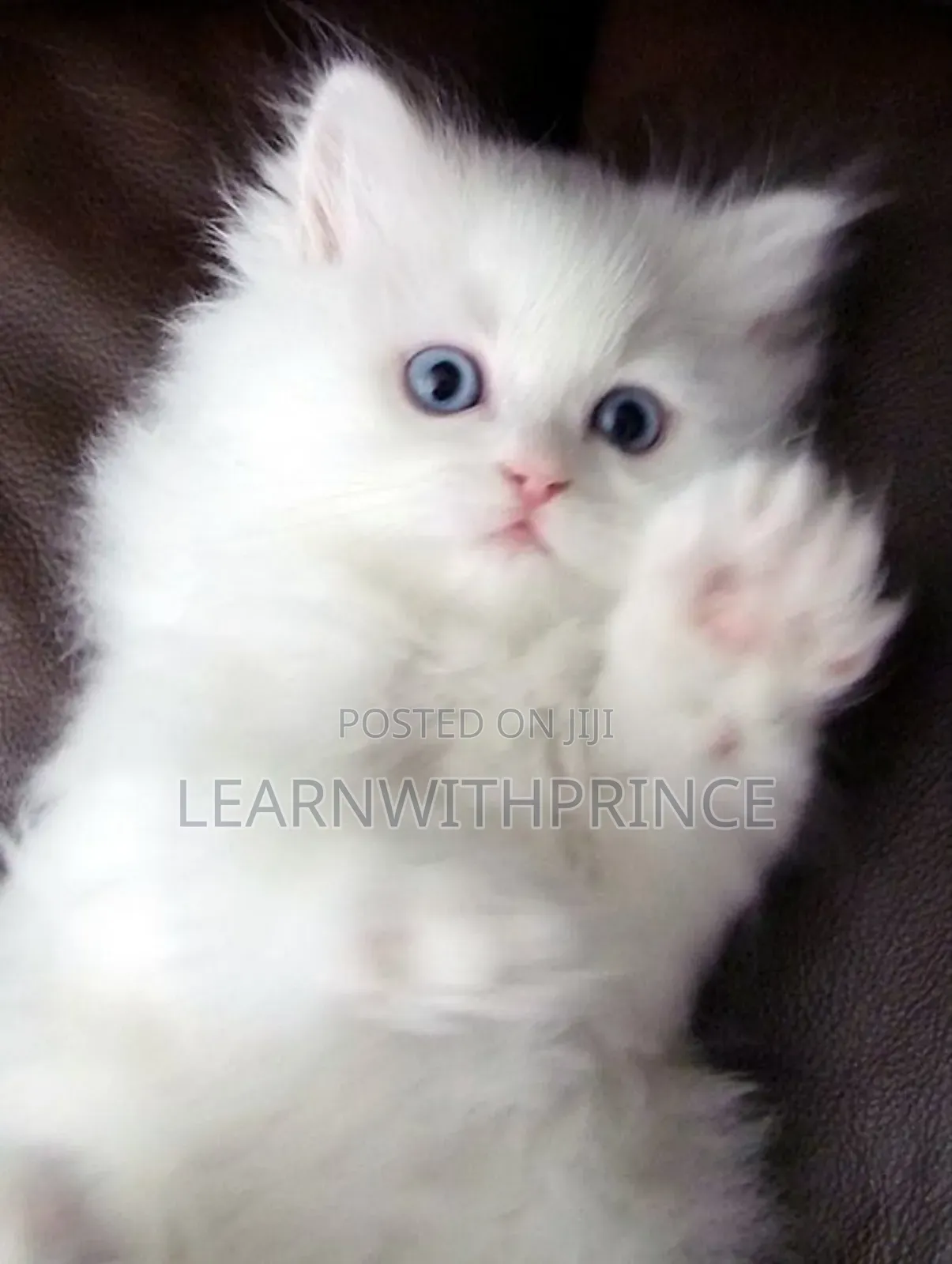 1-3 months Female Purebred Persian