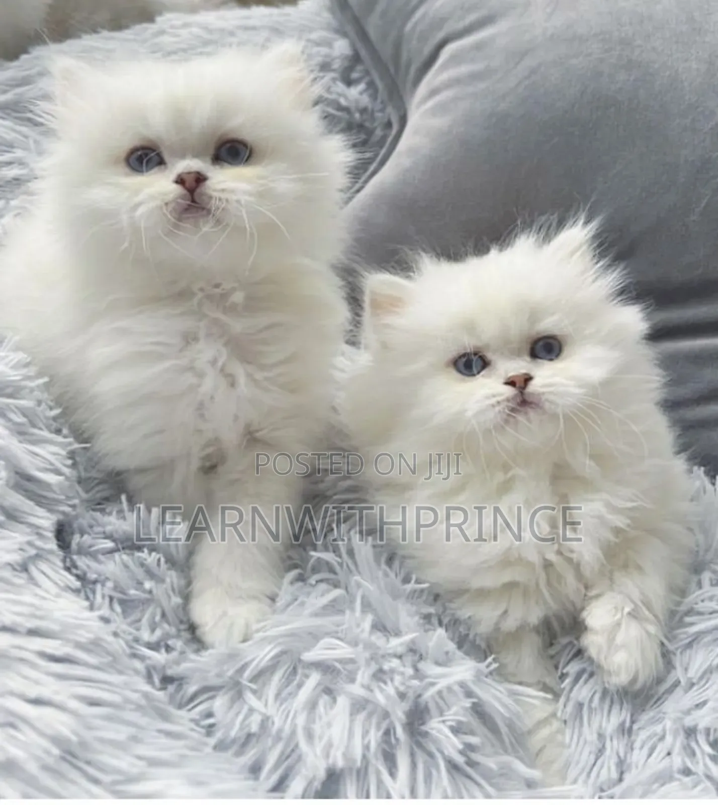 1-3 months Male Purebred Persian