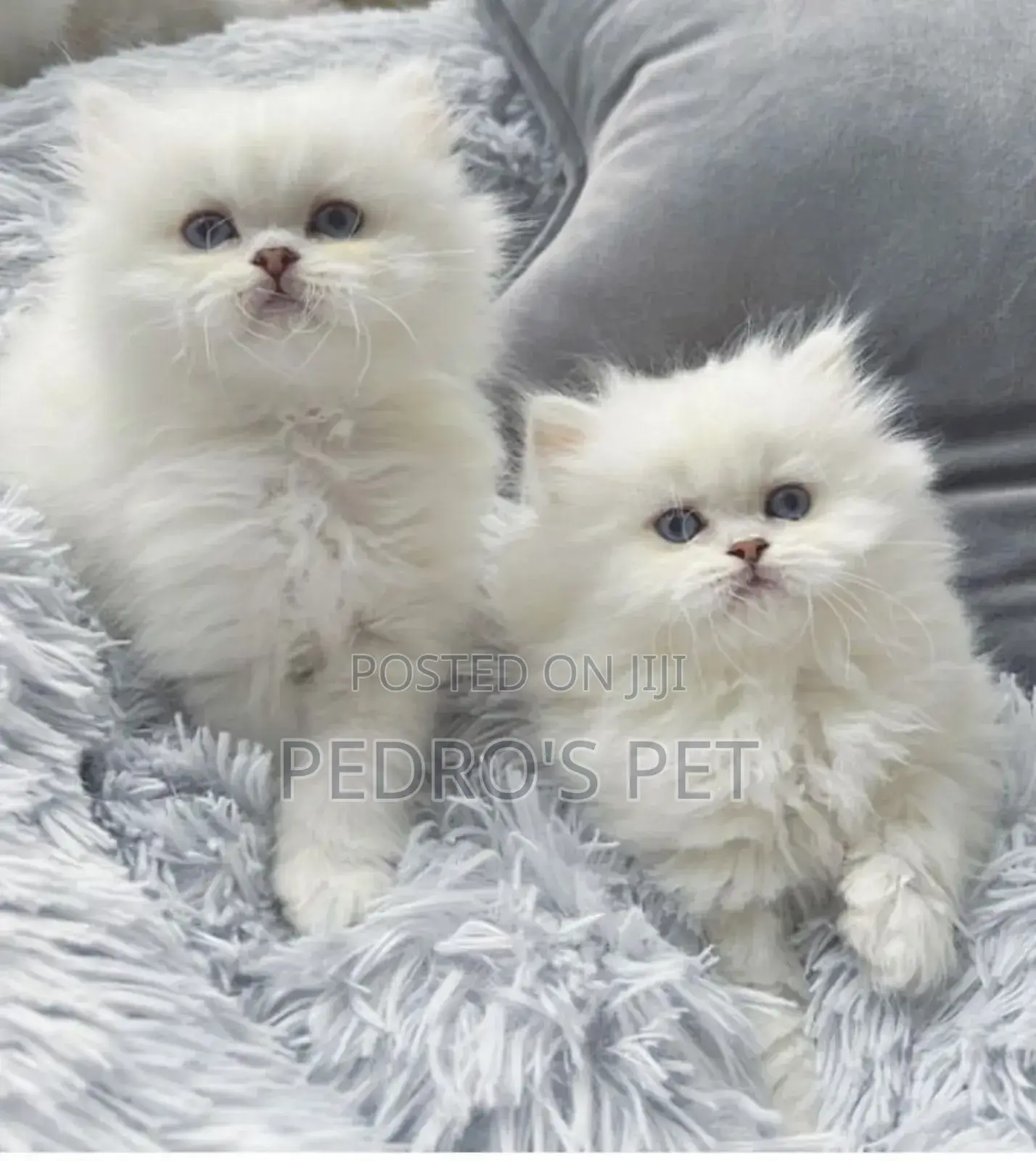 1-3 months Male Purebred Persian