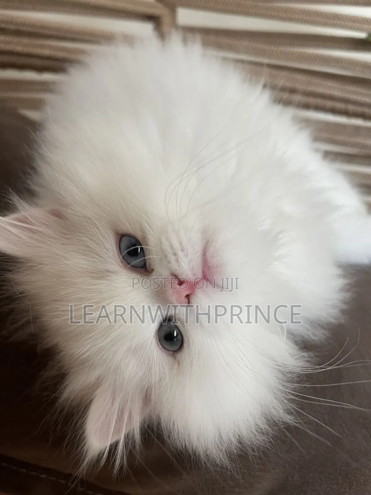 1-3 months Male Purebred Persian