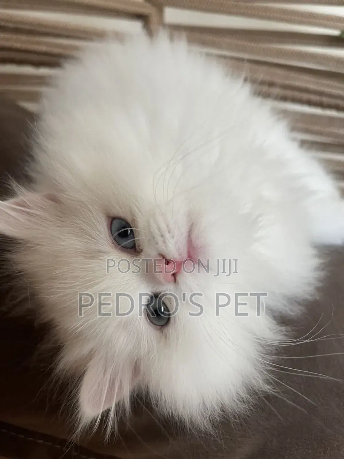 1-3 months Male Purebred Persian