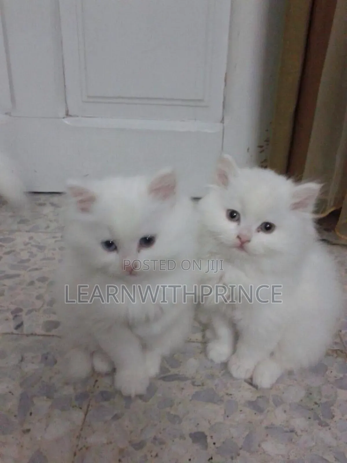 1-3 months Female Purebred Persian