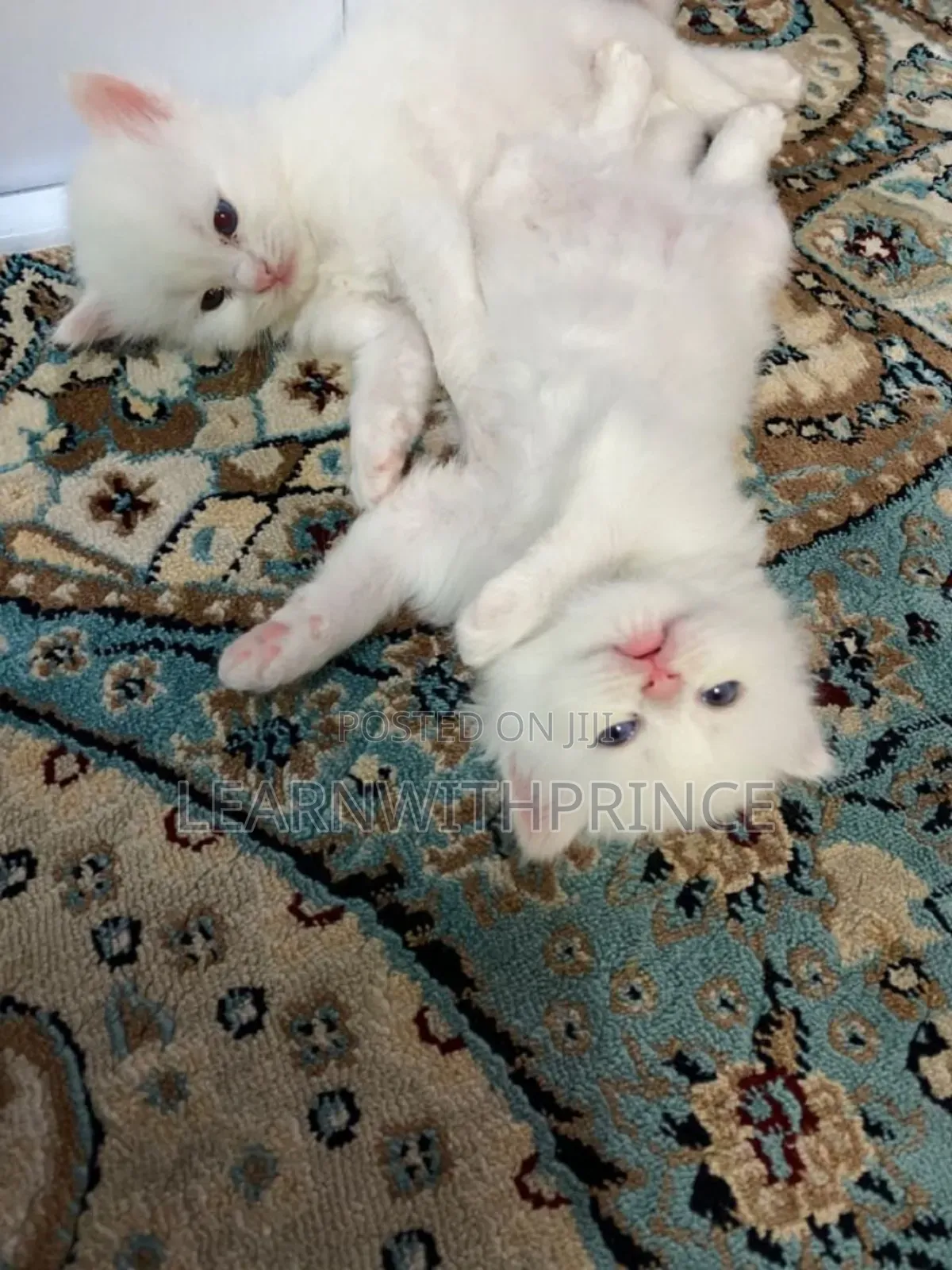 1-3 months Female Purebred Persian