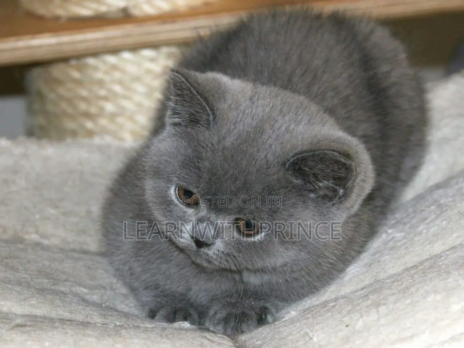 1-3 months Female Purebred British Shorthair