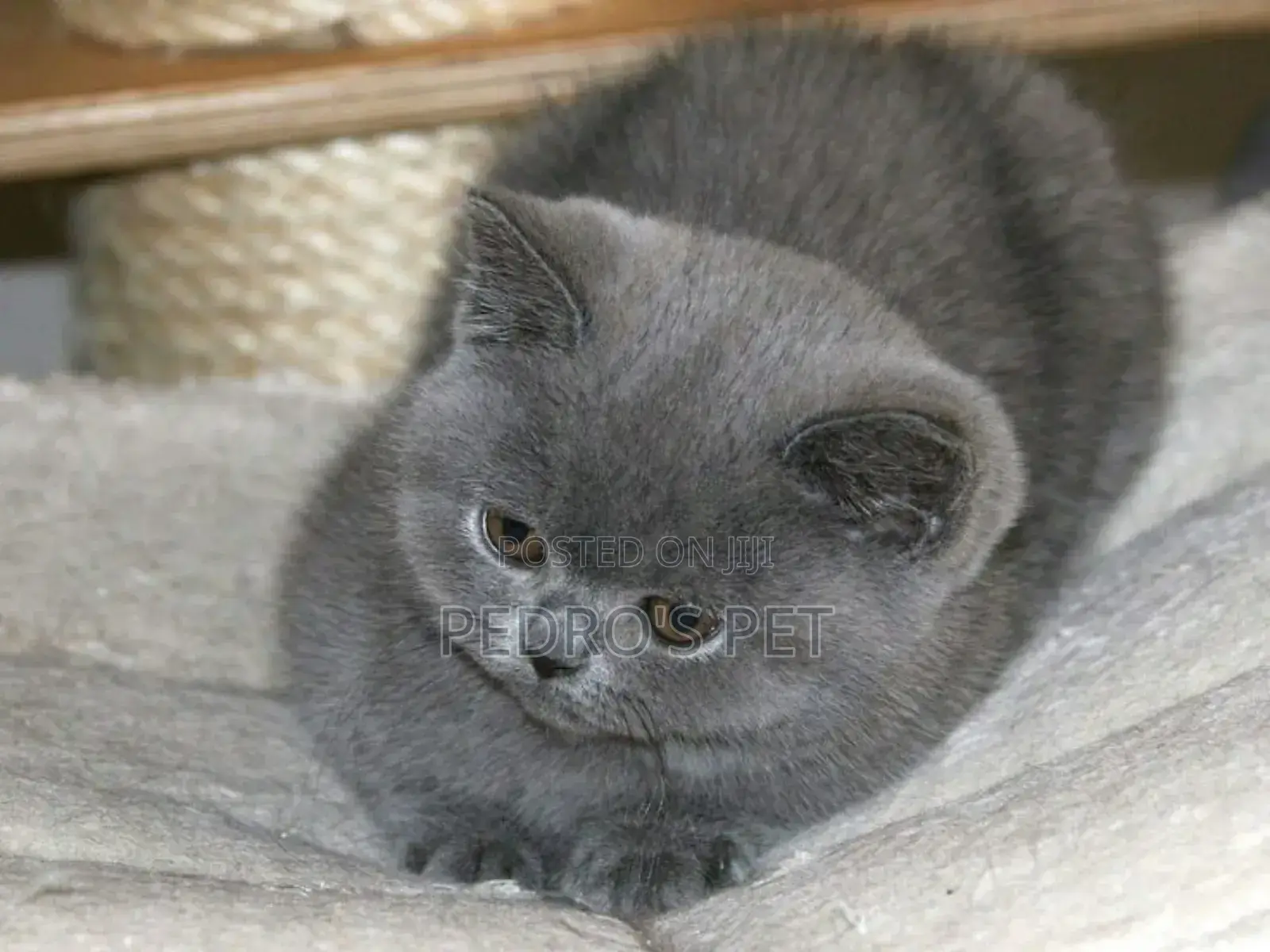 1-3 months Female Purebred British Shorthair