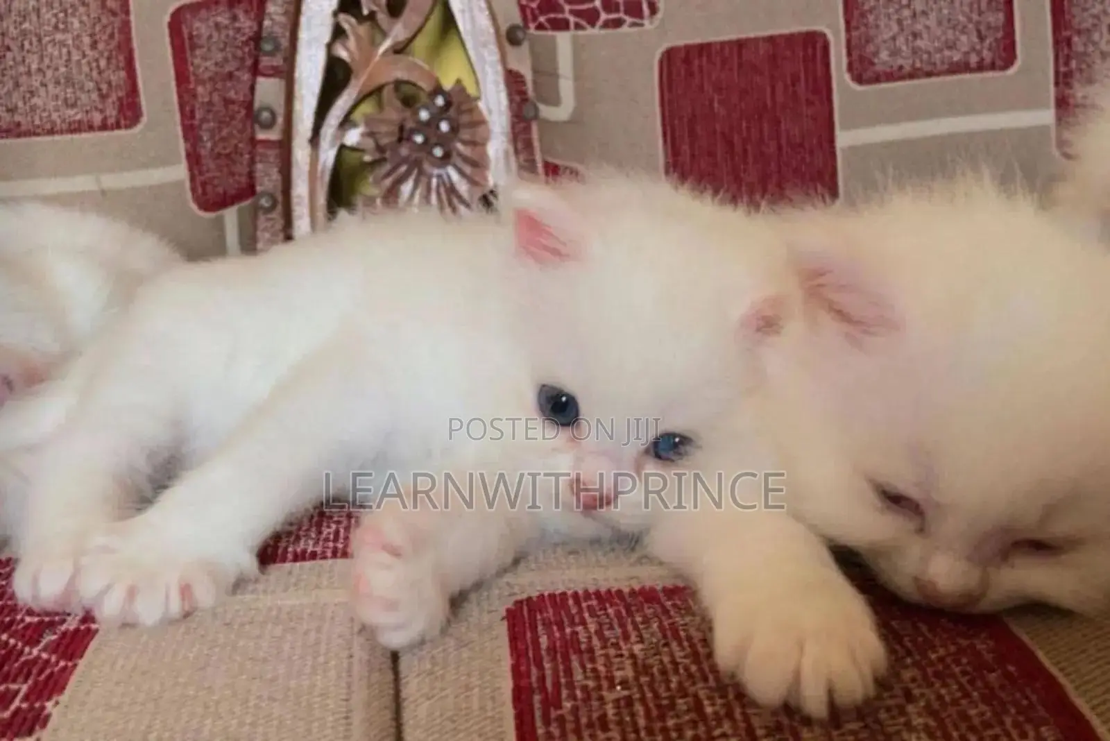 1-3 months Male Purebred Persian