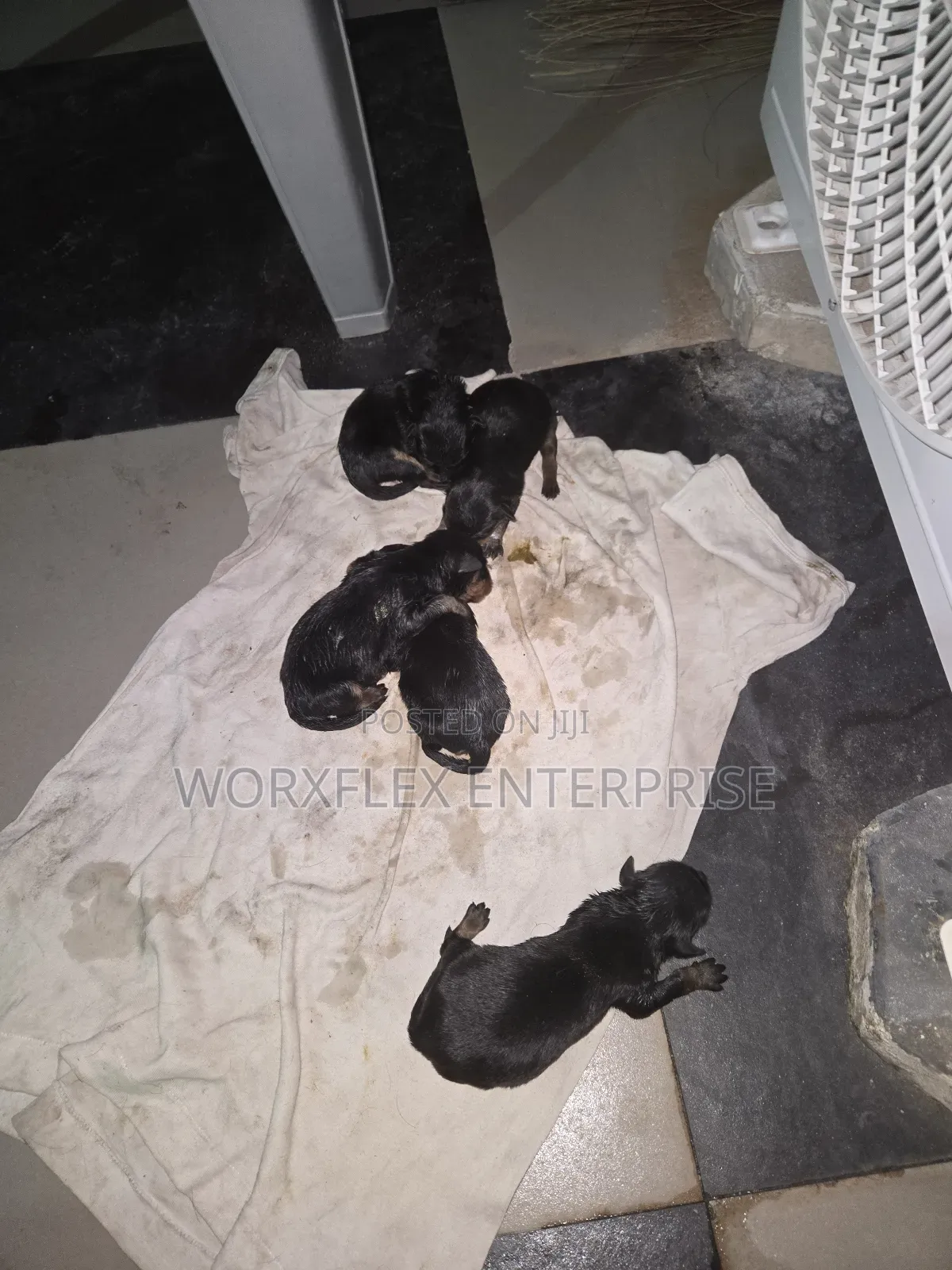 1-3 months Male Purebred Rottweiler
