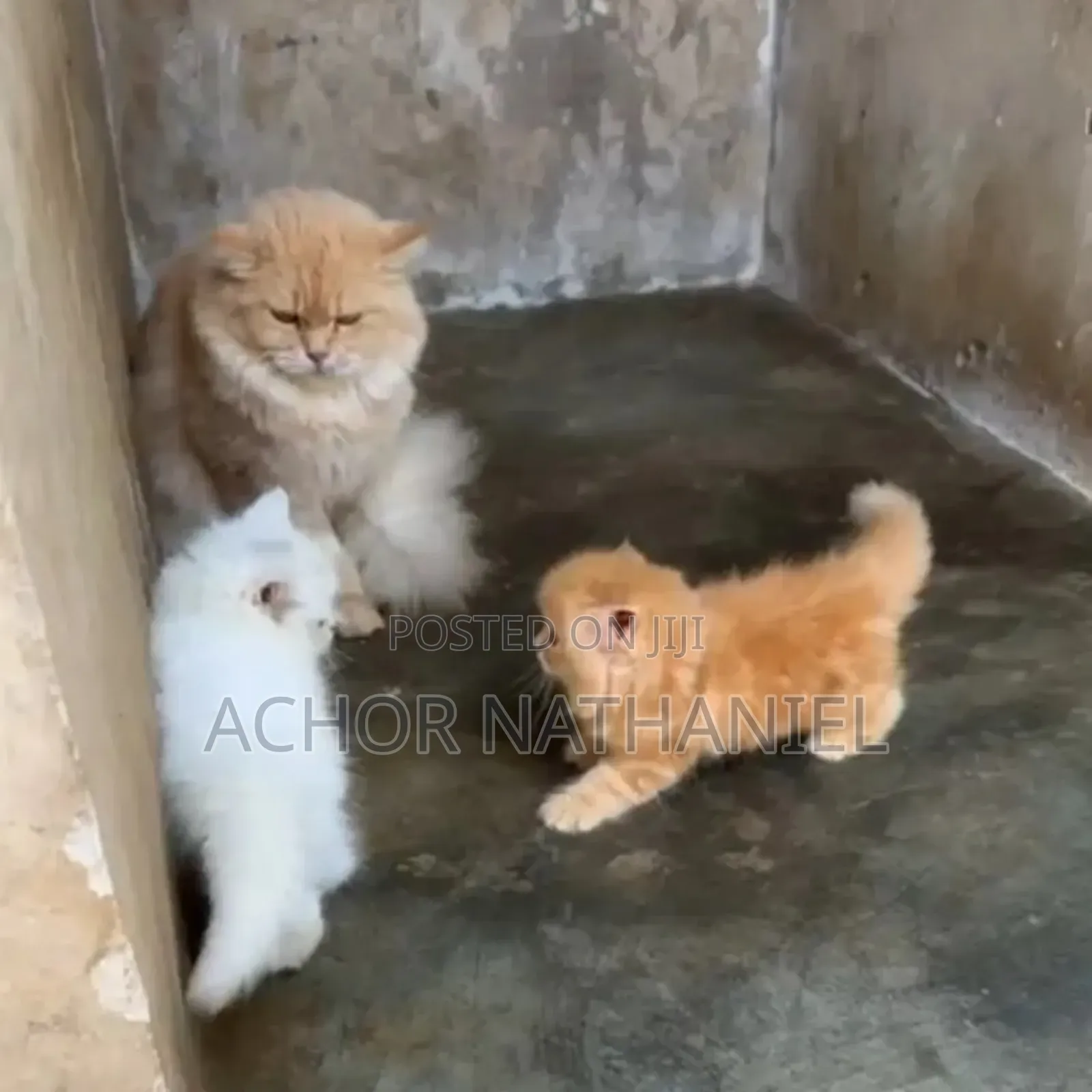 1-3 months Male Purebred Persian