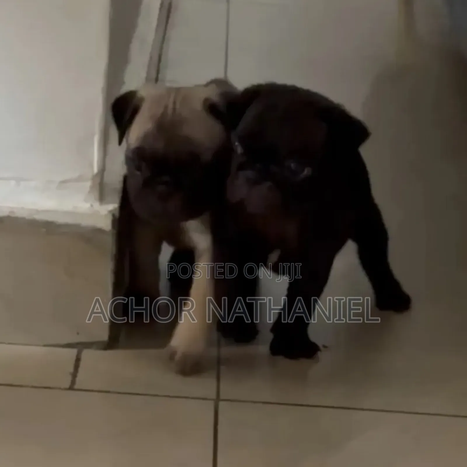 1-3 months Male Purebred Pug