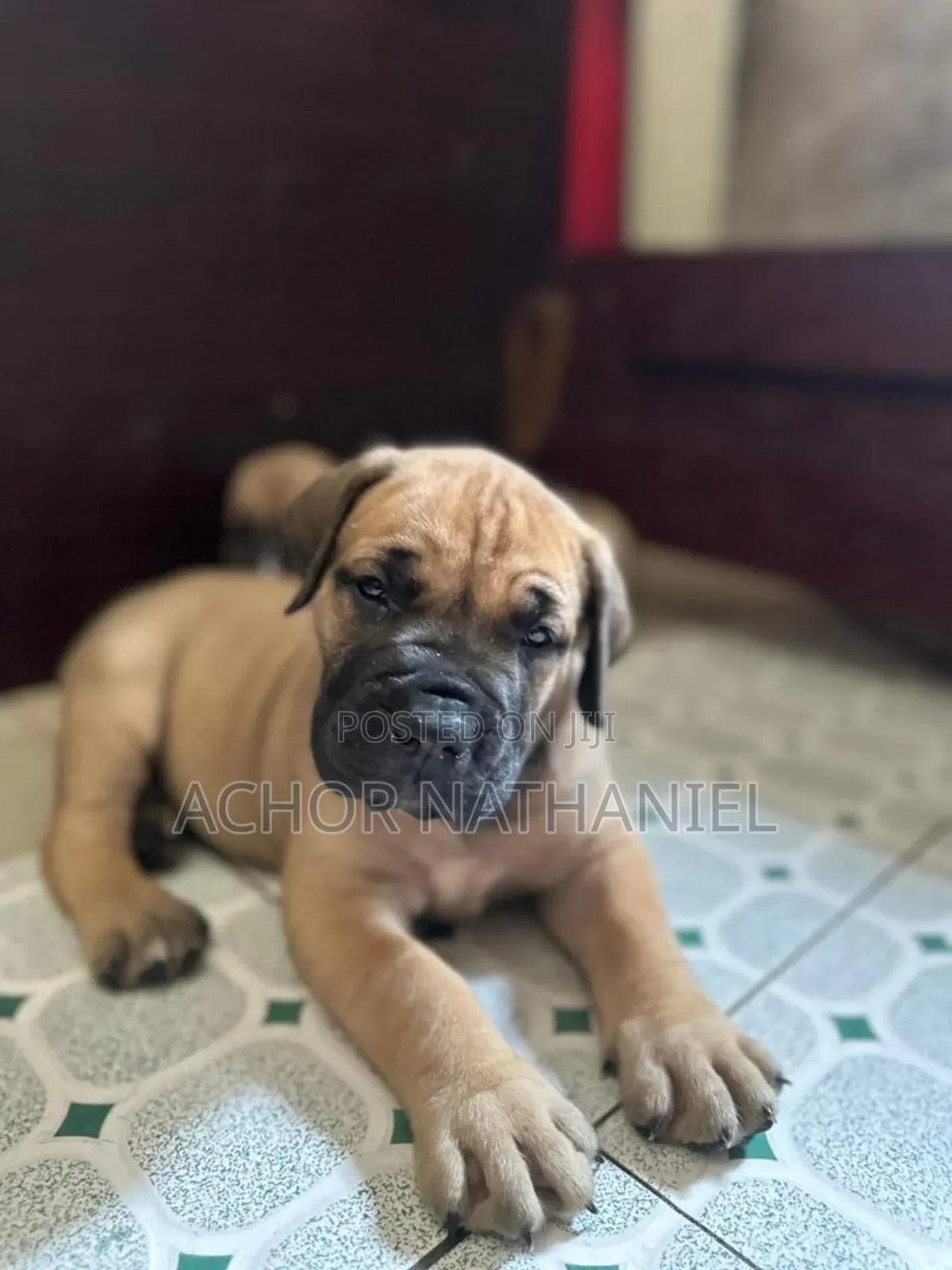 1-3 months Male Purebred Boerboel