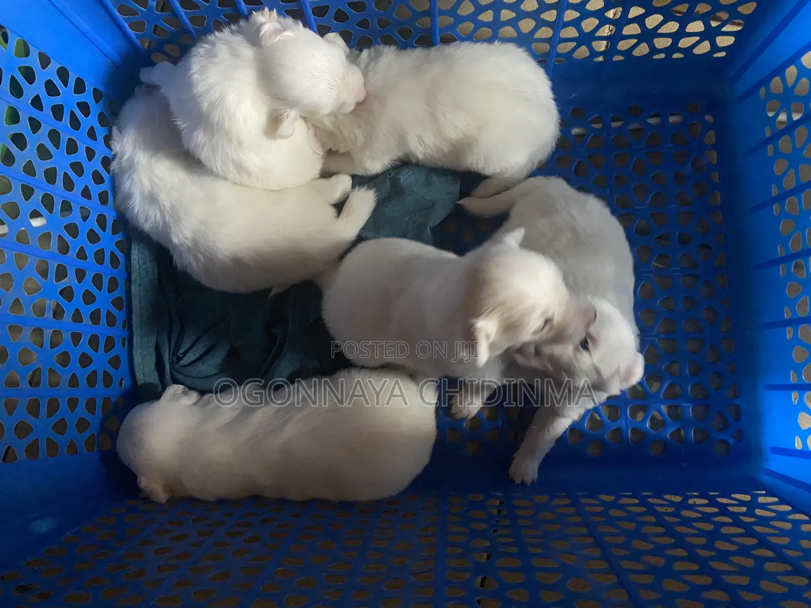 1-3 months Female Purebred American Eskimo