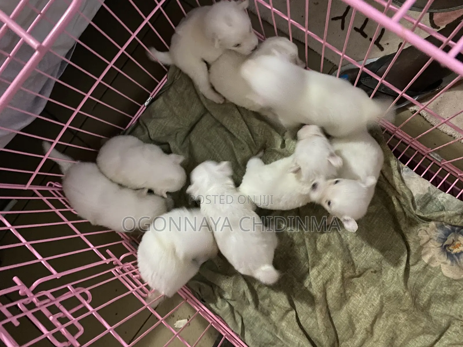 1-3 months Female Purebred American Eskimo