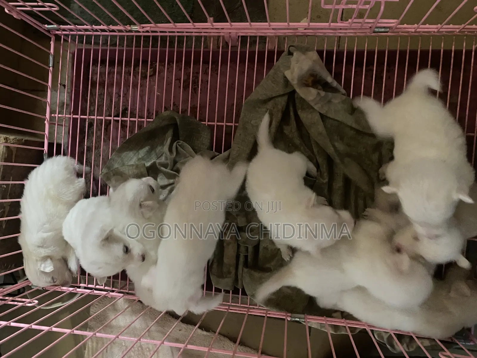 1-3 months Female Purebred American Eskimo