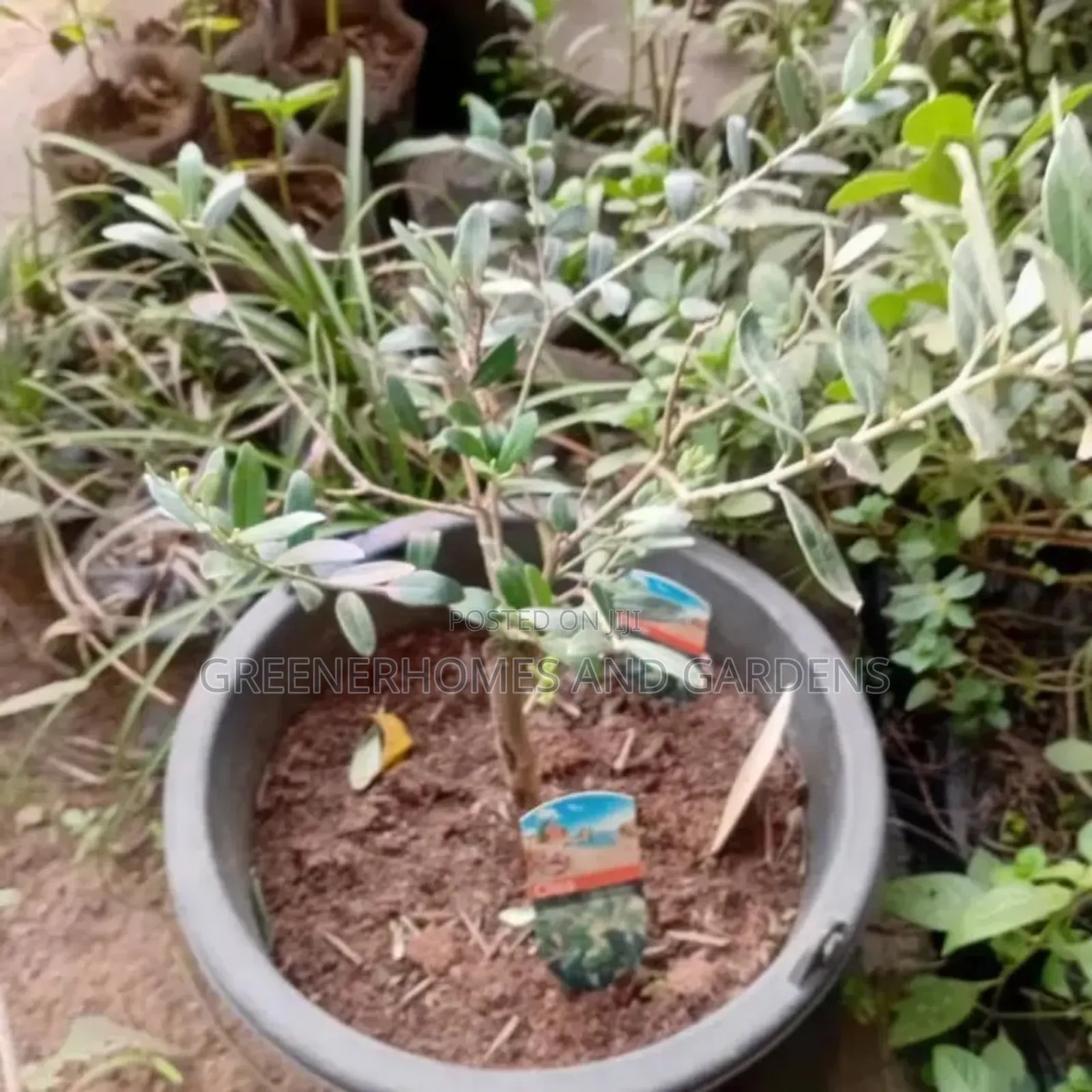 Olive Tree Seedlings
