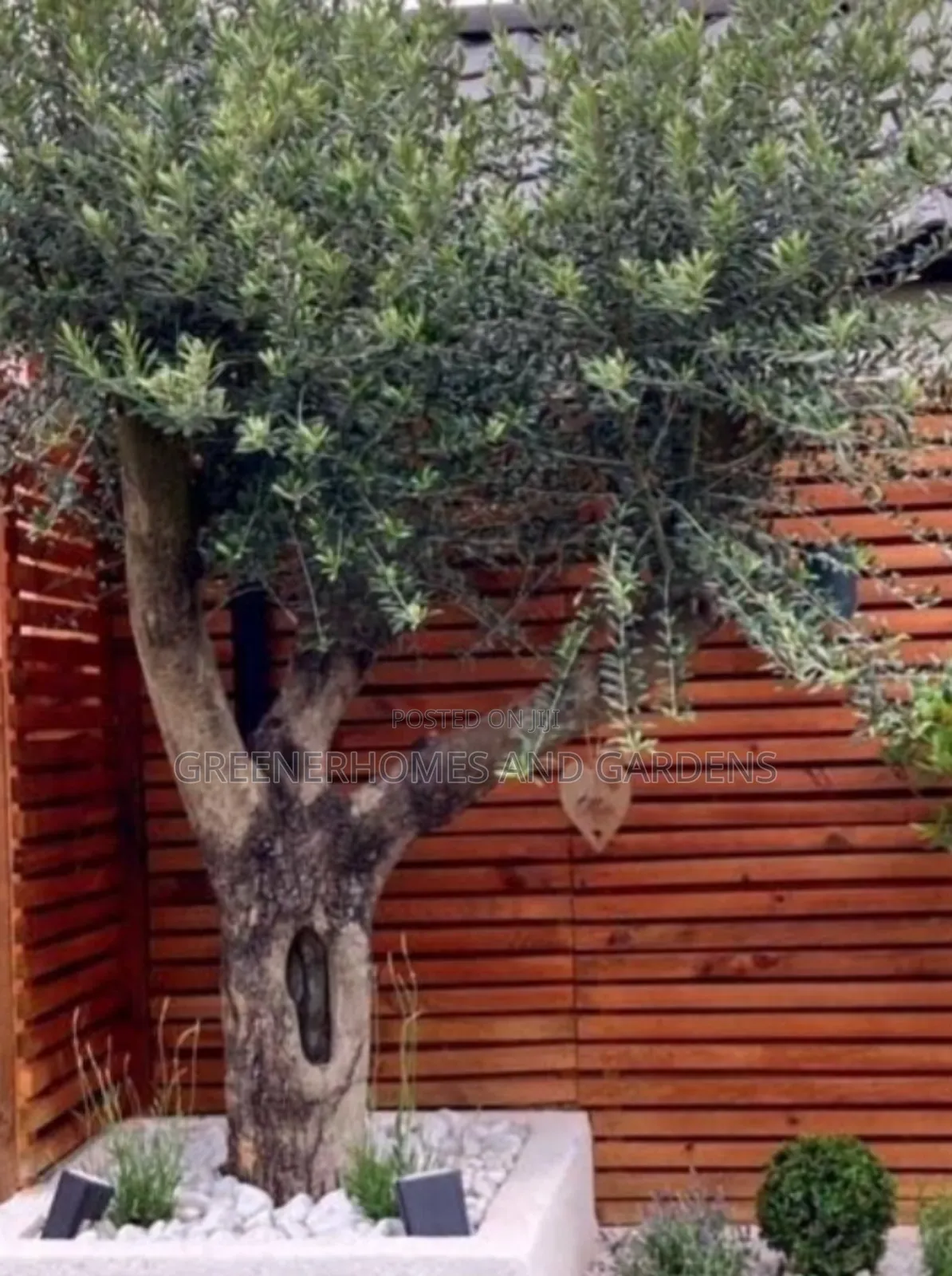 Olive Tree Seedlings