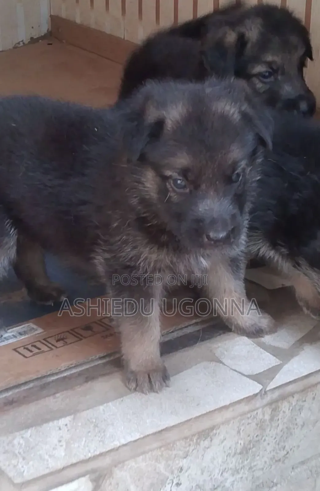 1-3 months Male Purebred German Shepherd
