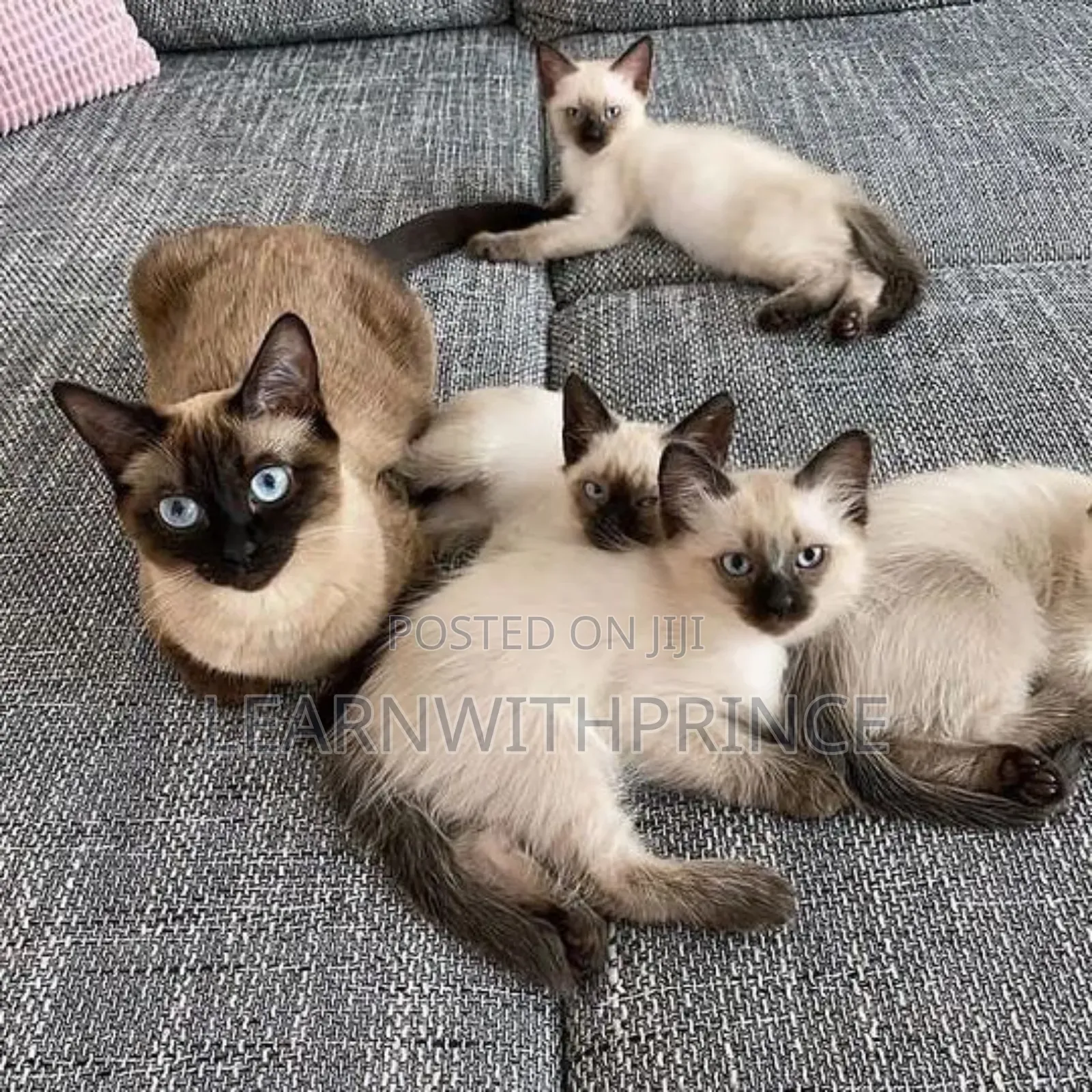 1-3 months Male Purebred Siamese