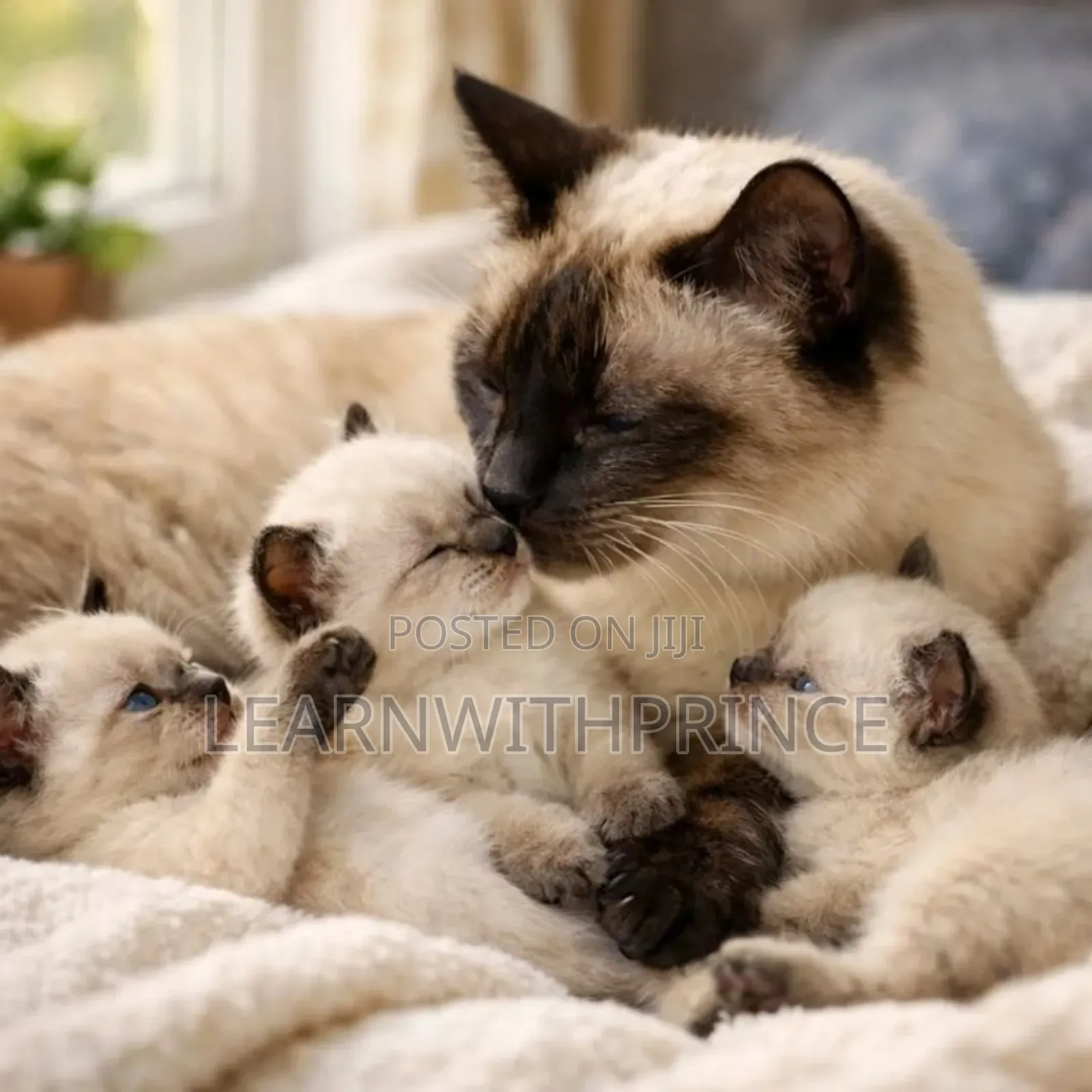 1-3 months Female Purebred Siamese