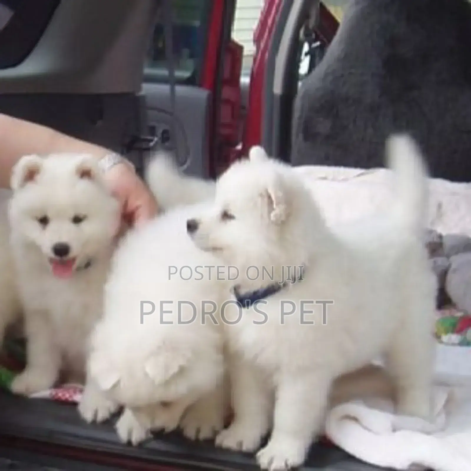 1-3 months Female Purebred American Eskimo
